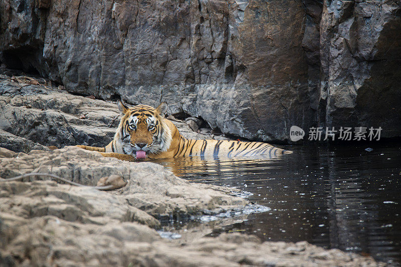 幼孟加拉虎(Panthera tigris tigris)的水，野生动物拍摄